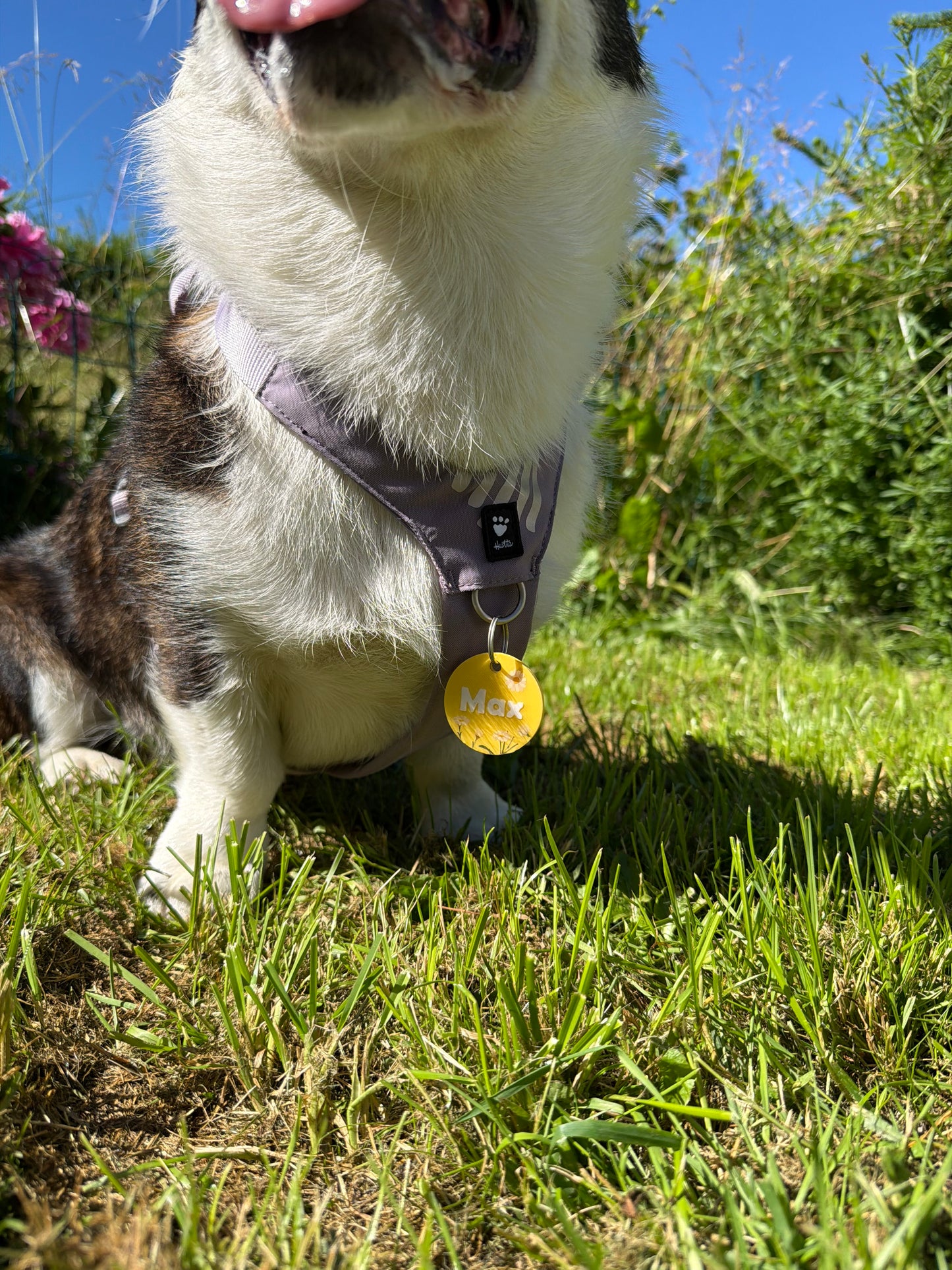 Daisy