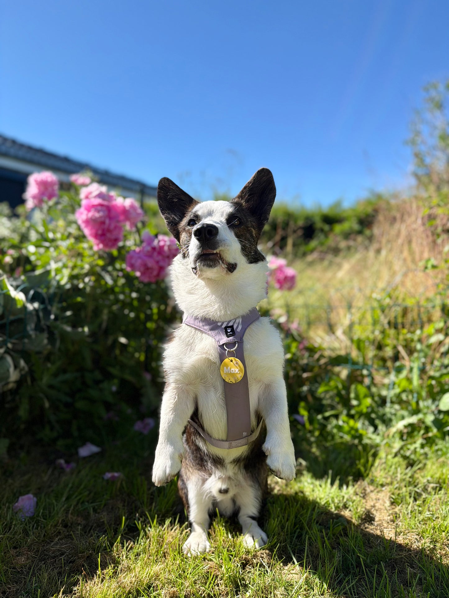 Daisy