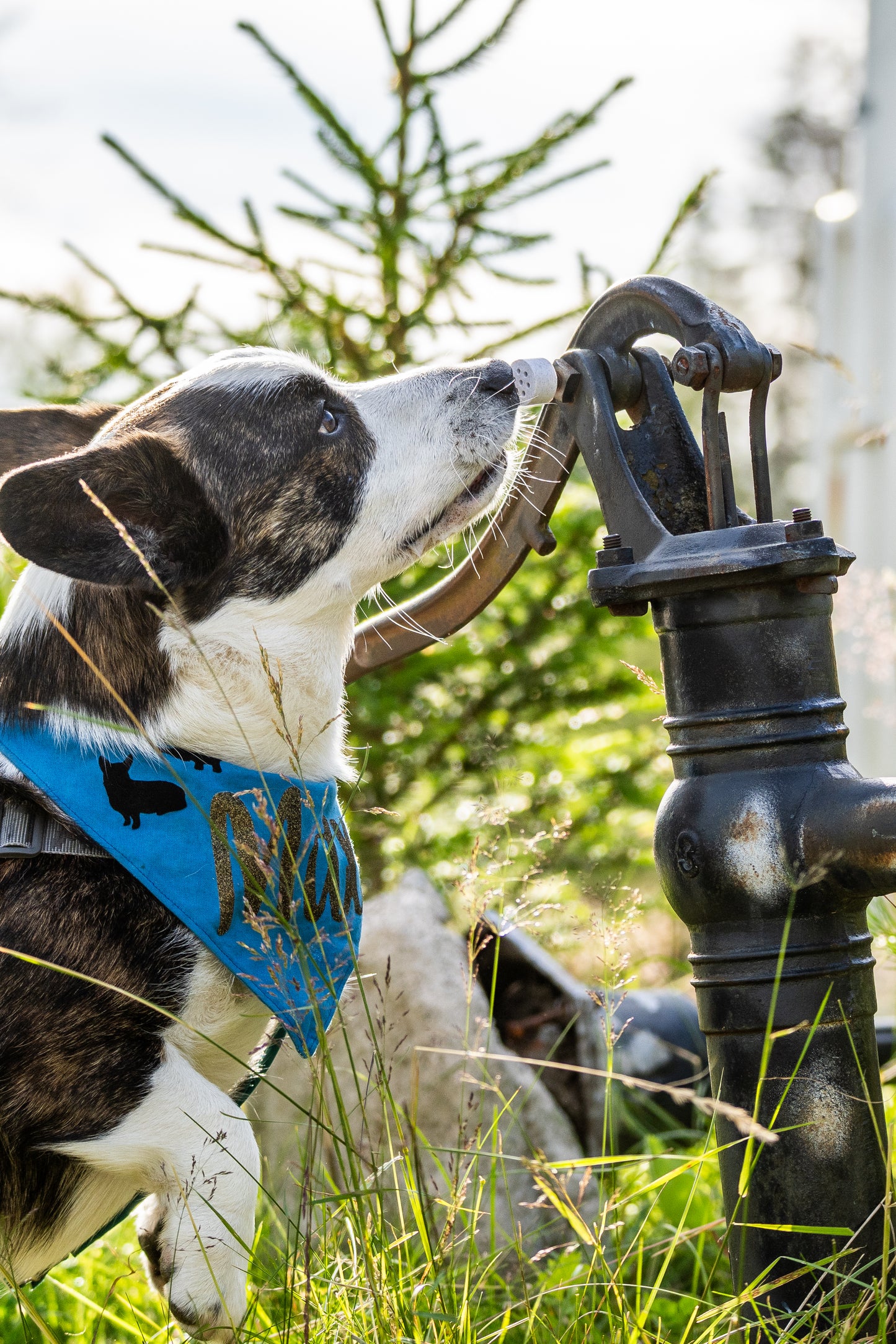 Nosework Boks - standard