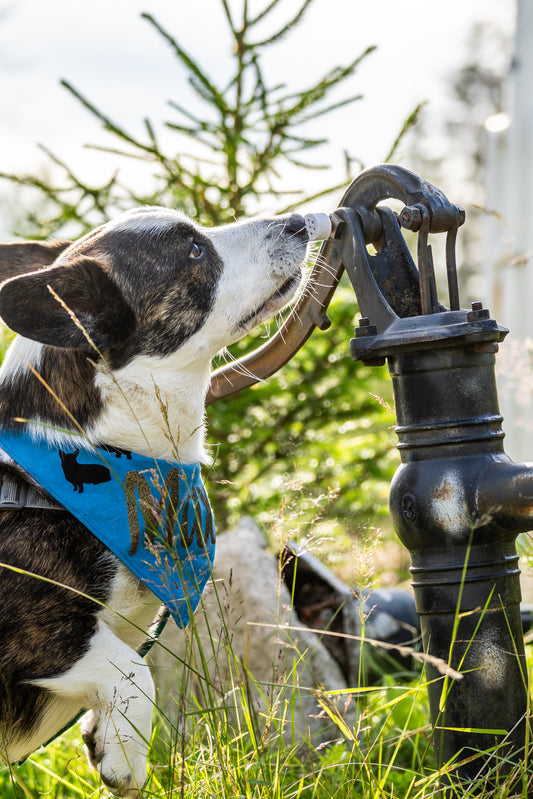 Nosework Boks - standard