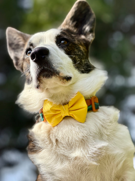 GulHund Sløyfe